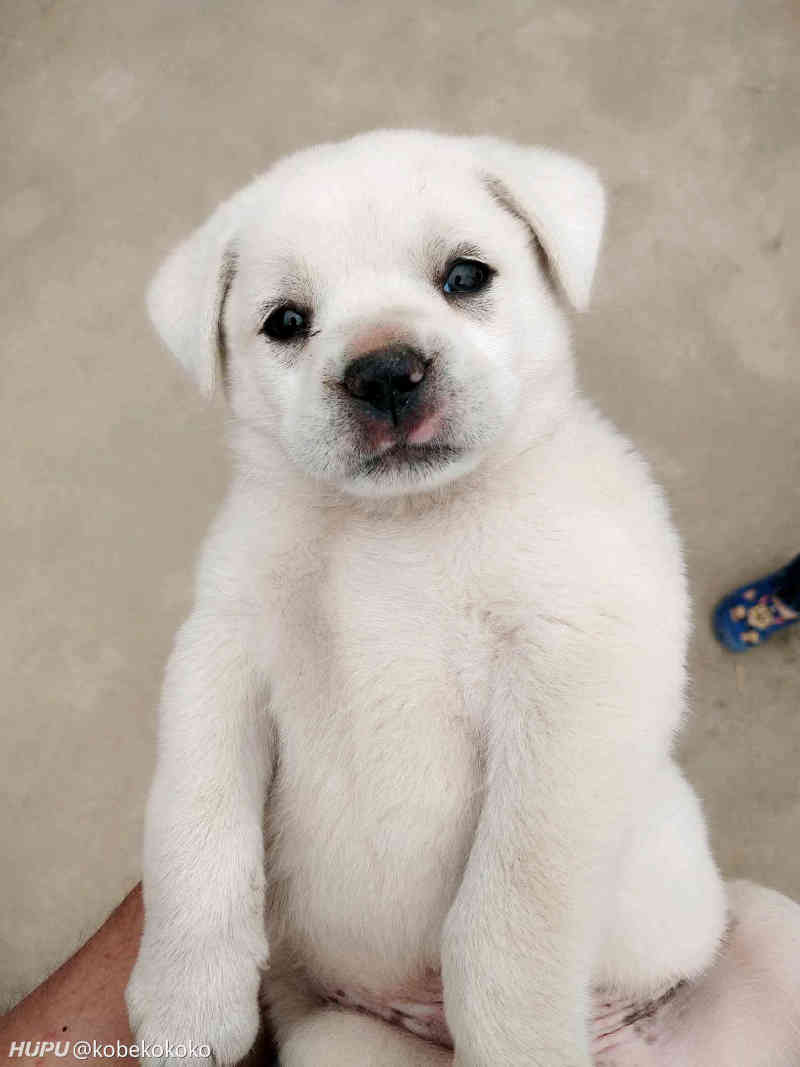 终于轮到我捡动物了,大家来看看这狗子是田园犬吗