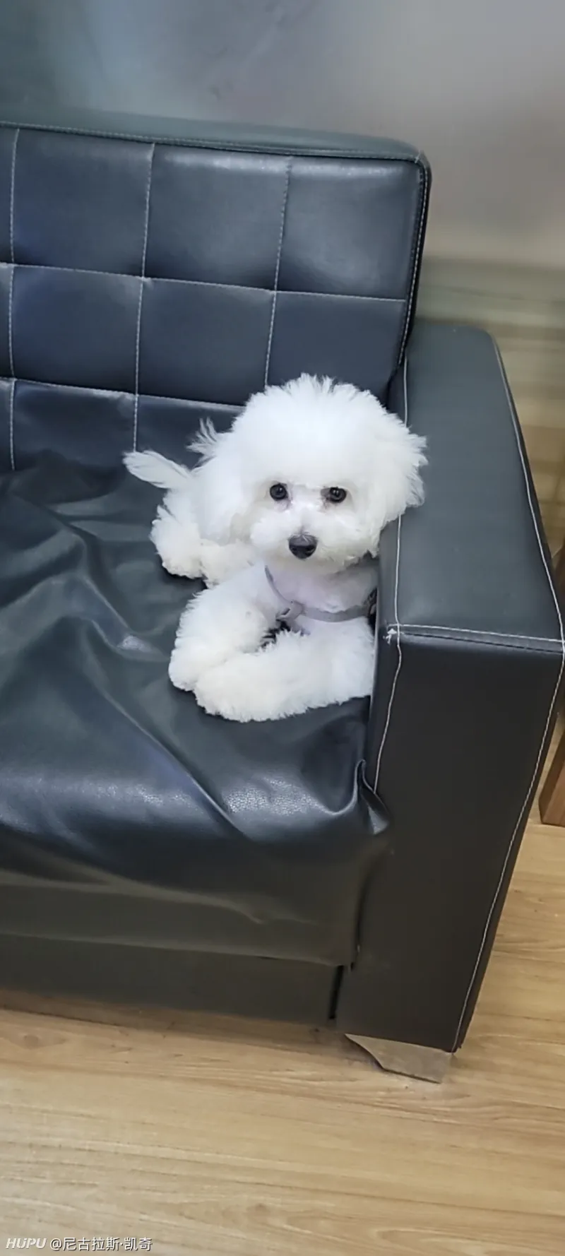 养过狗的兄弟推荐一下小型犬 第13页 步行街主干道 虎扑社区