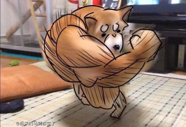 肌肉狐,有谁能抵挡住这样的魅惑呢 zt