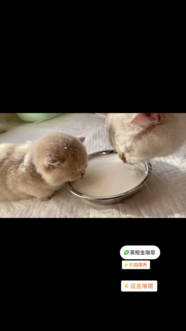 这就是传说中的忘崽牛奶