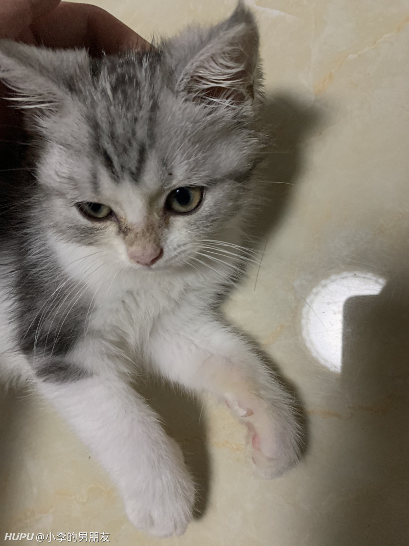 三个月小猫鼻子上面脏脏的 是猫藓吗 虎扑