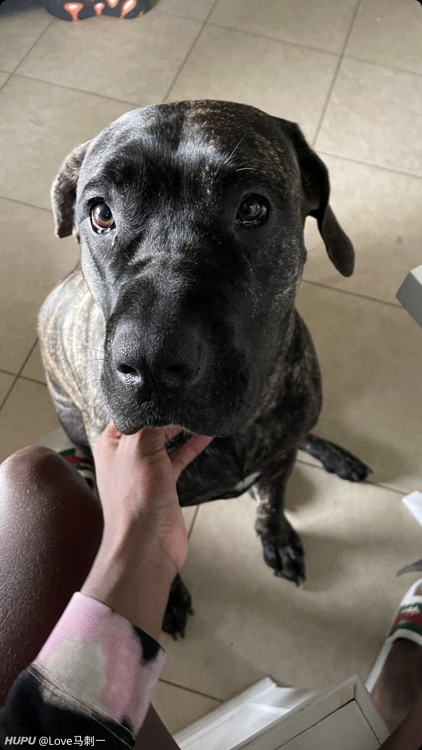 朗尼沃克晒狗他想他兄弟了