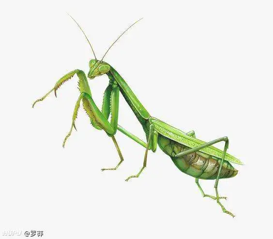 理性讨论 要是螳螂和老虎长得一样大 但失去飞行能力 能不能打赢老虎 热备资讯 理性讨论 要是螳螂和老虎长得一样大 但失去飞行能力 能不能打赢老虎 热备资讯