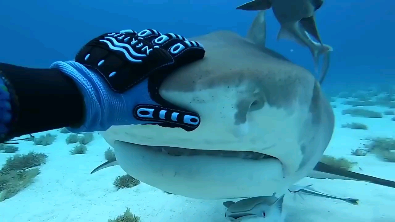 快和小姐姐一起去抓鲨鱼吧