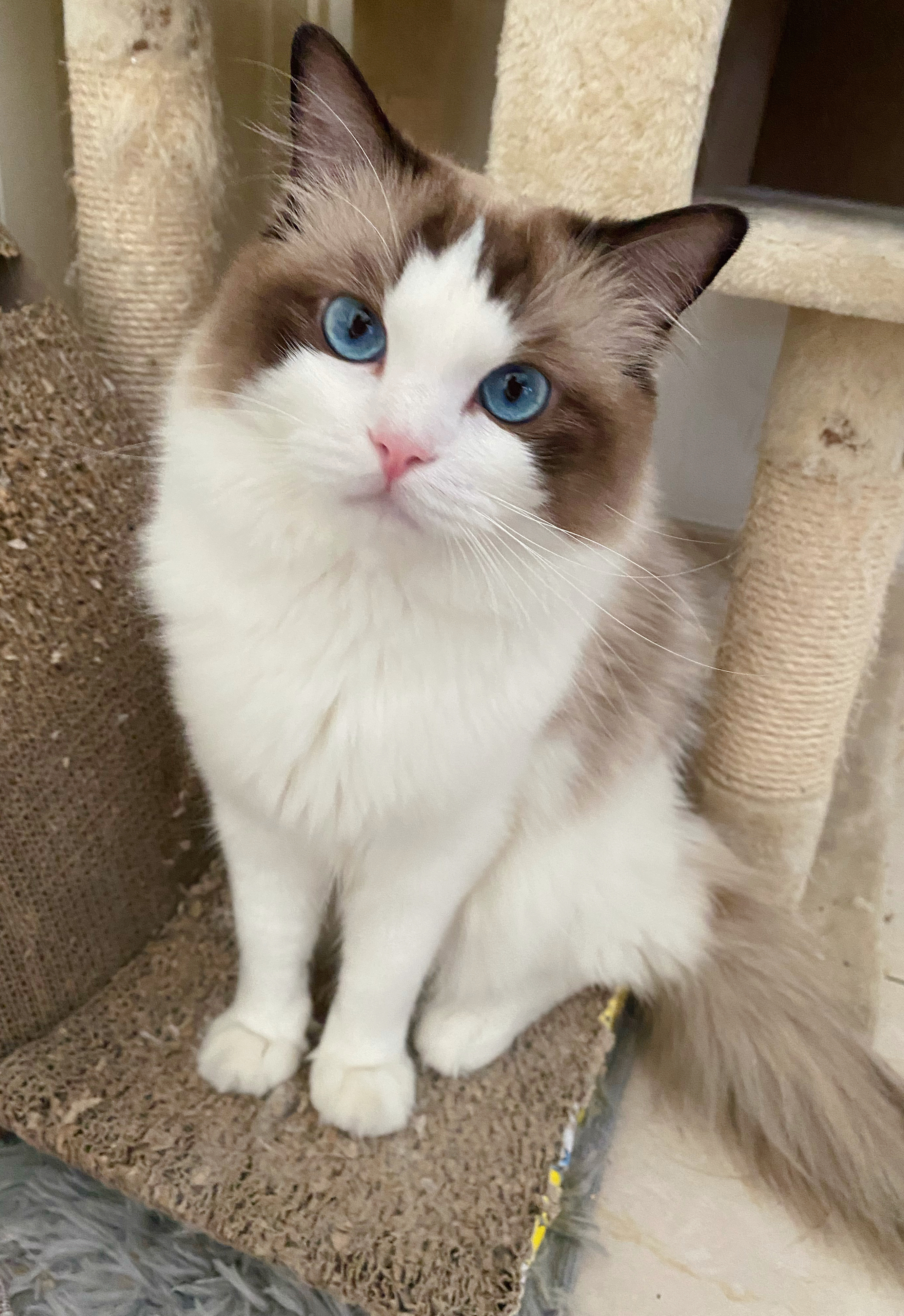 原来养布偶这有这么大的问题