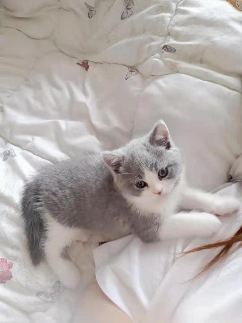 我也有猫了 兄弟萌帮看看我的蓝白值多少 怎么样 虎扑 我也有猫了 兄弟萌帮看看我的蓝白值多少 怎么样 虎扑