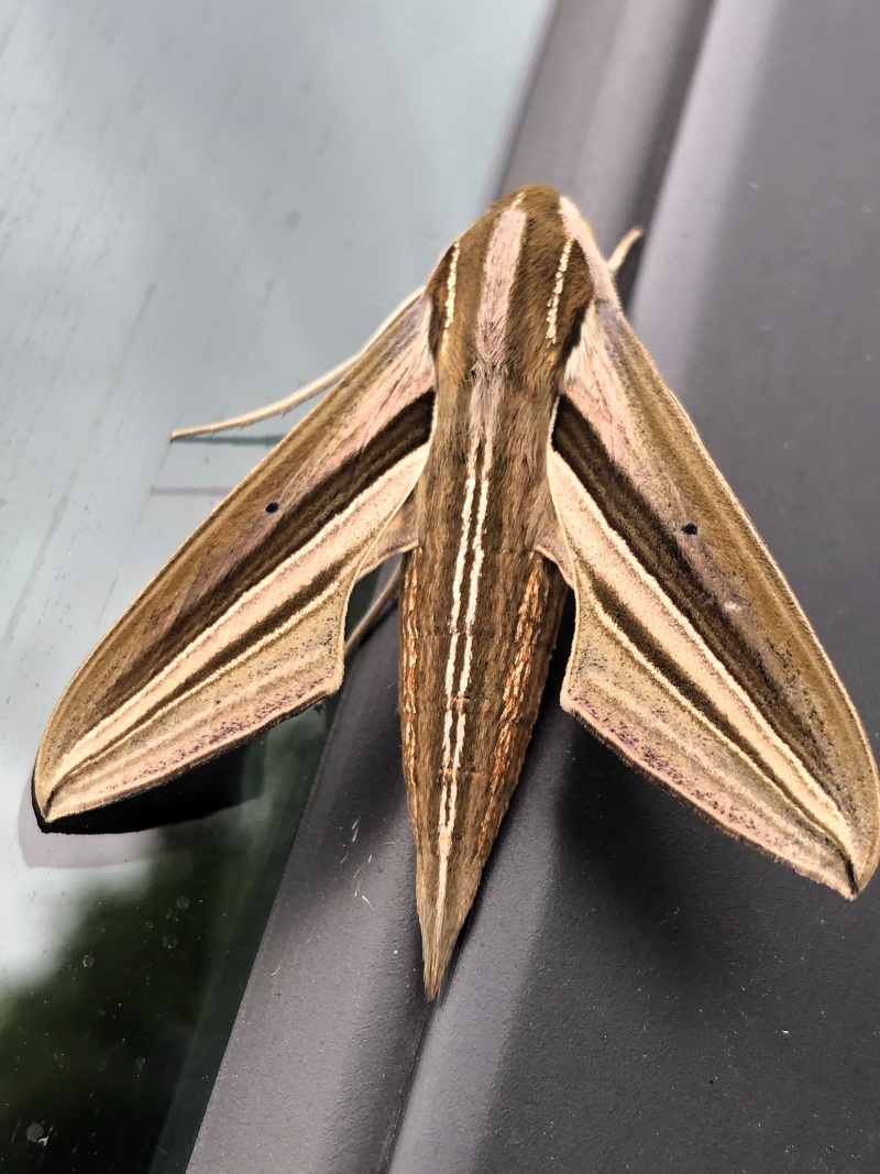 学名是芋双线天蛾.停在我车窗上.