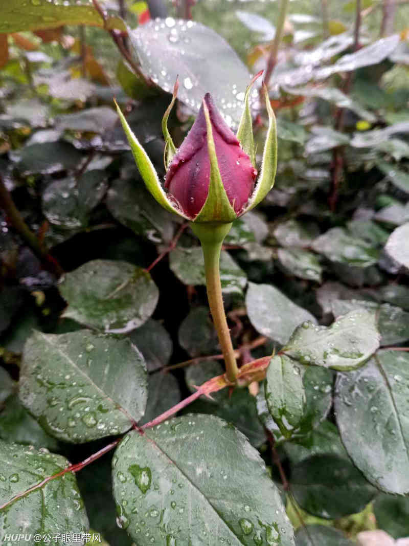 雨生百谷夏将至心有希望正葱茏 虎扑