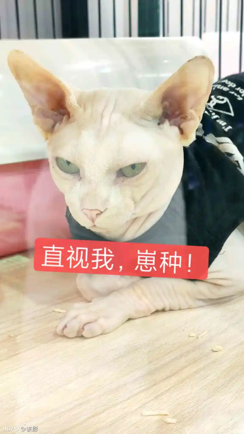 在？可以给我看看你的猫吗？