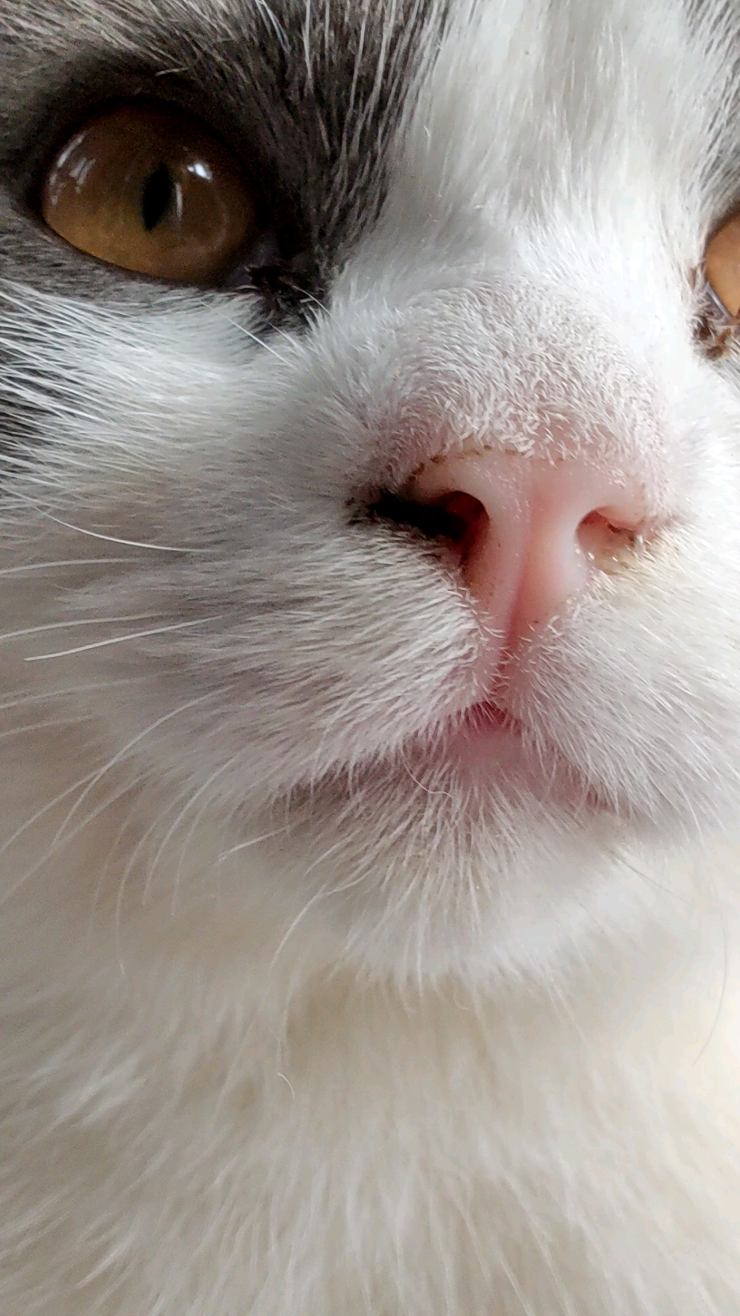 猫猫这个鼻子生病了吗换季饭量会变少吗会有猫不喜欢晒太阳吗