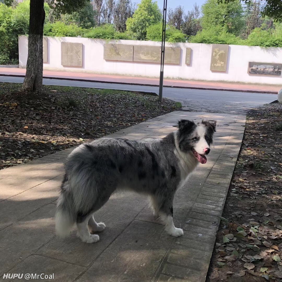 边牧尾巴尖尖这一撮白毛太好看了