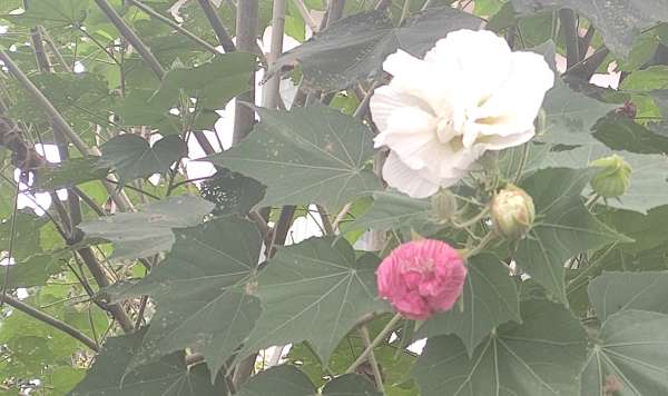 美丽多变的妖精花 步行街主干道 虎扑社区