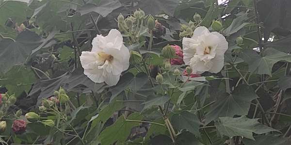 美丽多变的妖精花 步行街主干道 虎扑社区