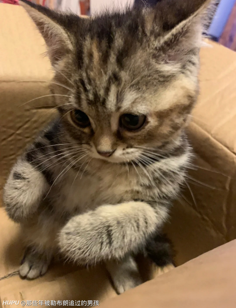 猫咪为什么每天会叫人起床 虎扑